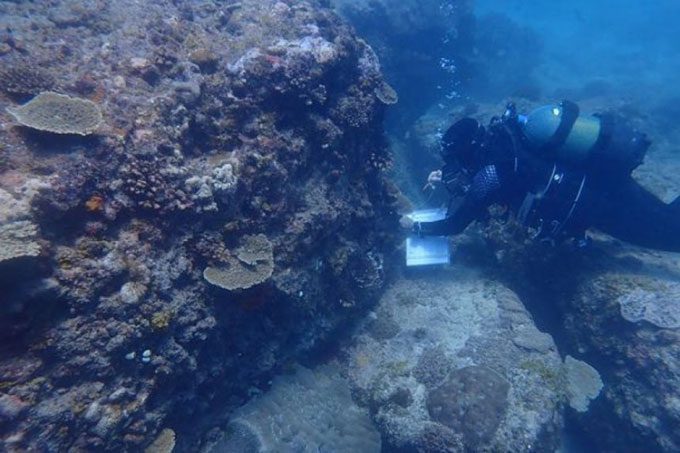 A biologist examines coral reefs in the western Indian Ocean.