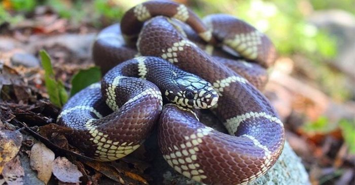 California king snake poses no threat to humans