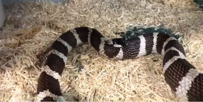 The king snake is swallowing half of its body.