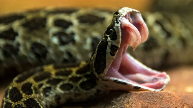 Snakes have highly adaptable fangs.