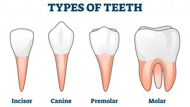 Different types of teeth from left to right: incisors, canines, premolars, molars