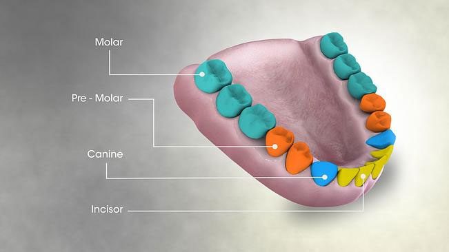 Permanent teeth set