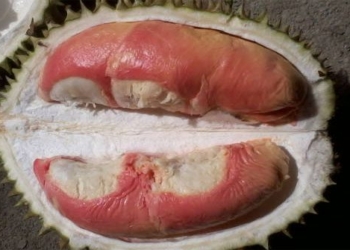 rare king ram sour sop type unique 116232