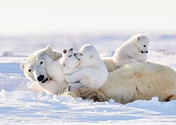 rare moment of polar bear in nature 117068
