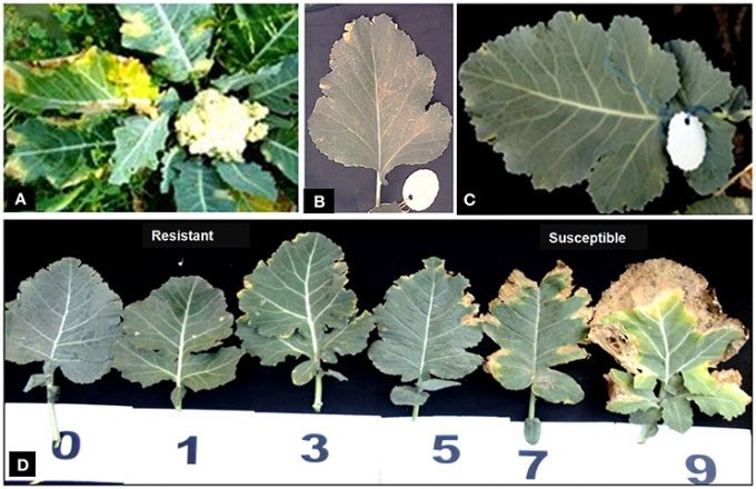 Common symptoms on cruciferous vegetables