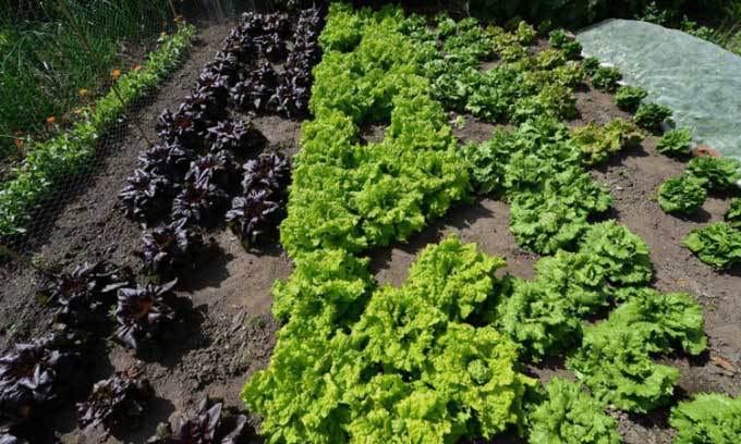 In the future, lettuce may help produce vaccines.