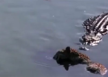read from war 4 crocodiles attack receive the result of being ambushed 117743