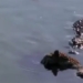 read from war 4 crocodiles attack receive the result of being ambushed 117743