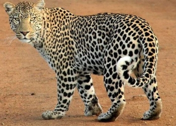 research new mai chau africa and mai chau asia may be different species 117379