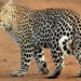 research new mai chau africa and mai chau asia may be different species 117379