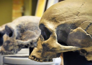 research shocking discovery 3000 years ago which human species was forgotten 116728