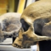 research shocking discovery 3000 years ago which human species was forgotten 116728