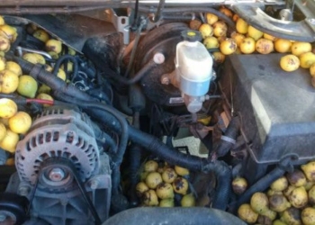 rich soc 158 kg inside car turned into pickled vegetables 116343