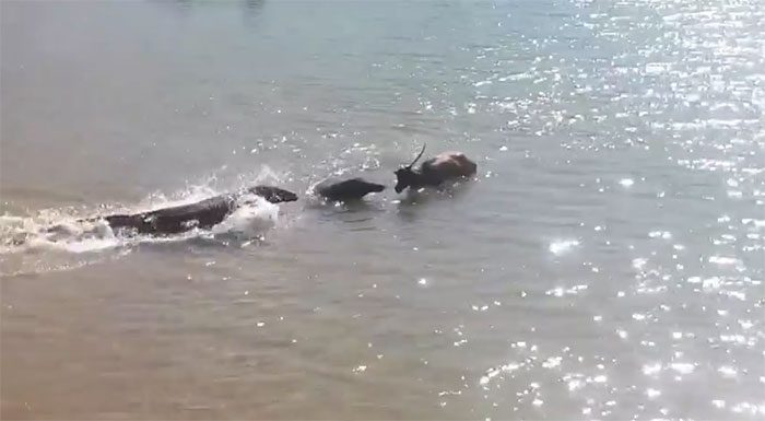 A deer wades in the water to escape the dragons, but can it survive?