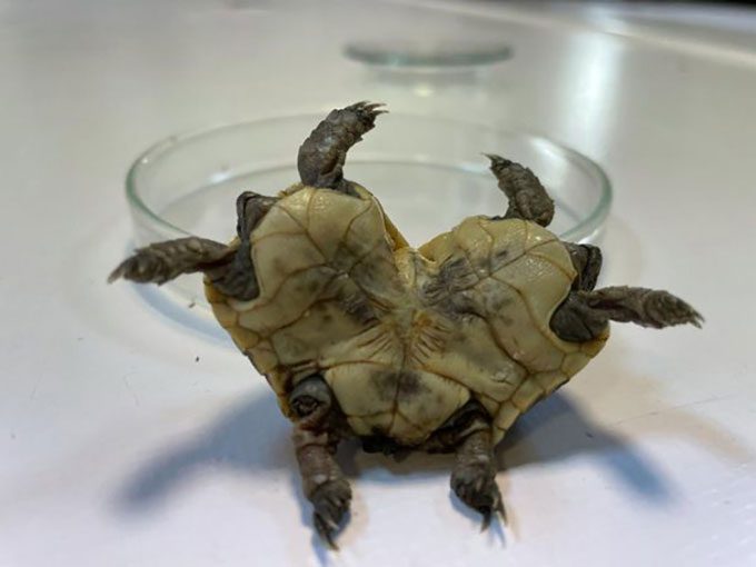 The two-headed deformity makes it hard for the turtle to survive in nature.