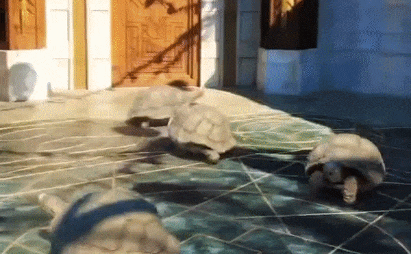 Turtle running like "a street thug"