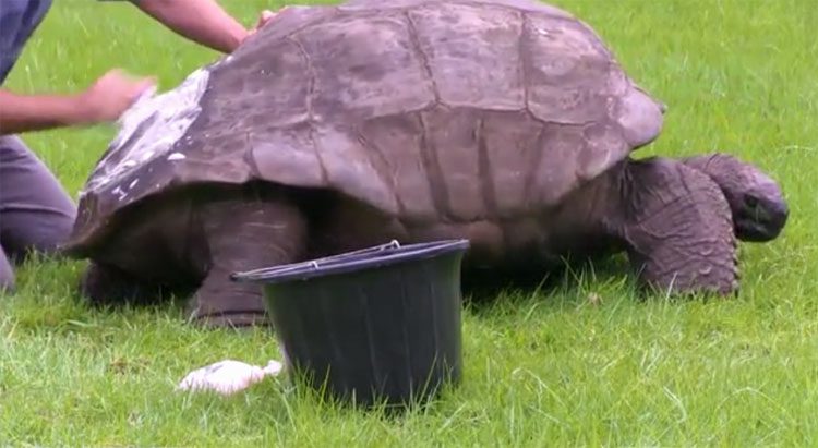 Jonathan the tortoise - the oldest tortoise in the world.