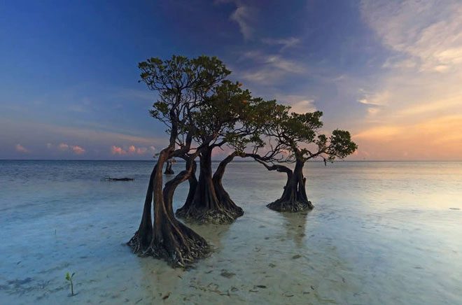 The uniquely shaped mangrove forest along the beach