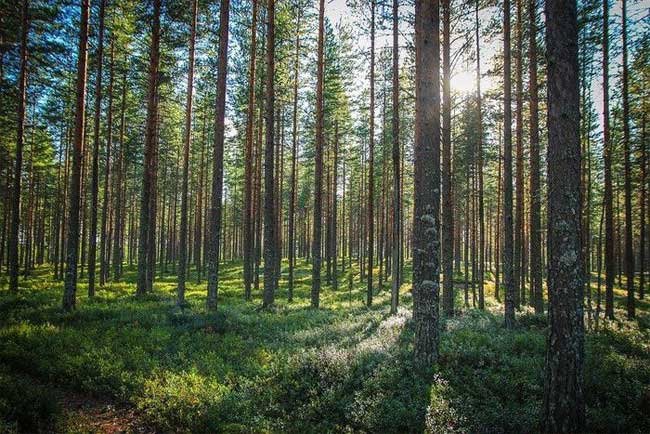 Trees absorb nutrients from roots after each earthquake.
