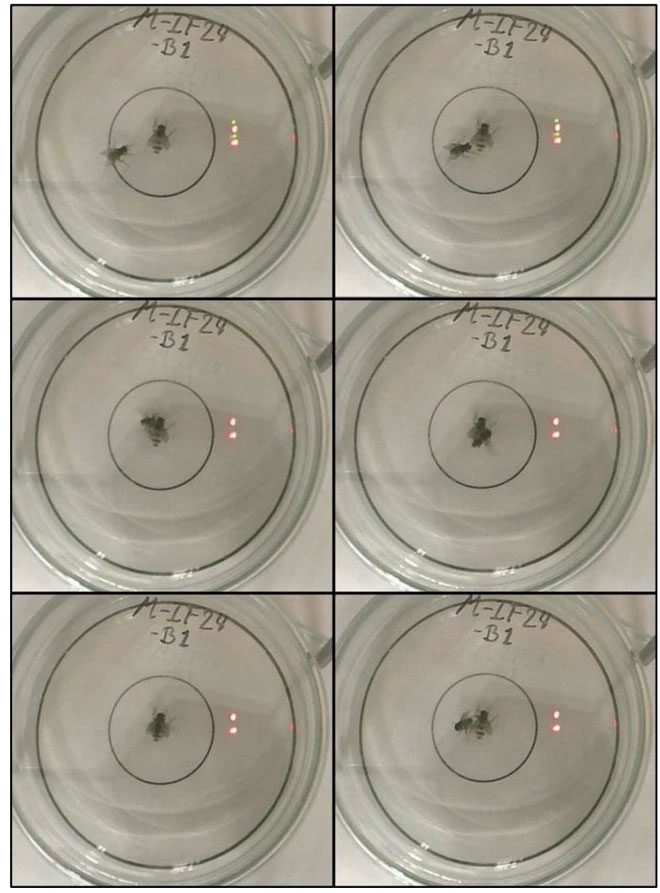 Andreas Naundrup Hansen's experiment with male and female flies.