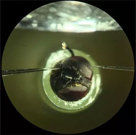 The research team suspects that the strong odor of the fungus is part of the attraction.