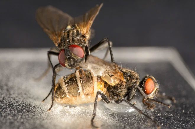 This fungus releases chemicals that lure flies to increase their infection rates.