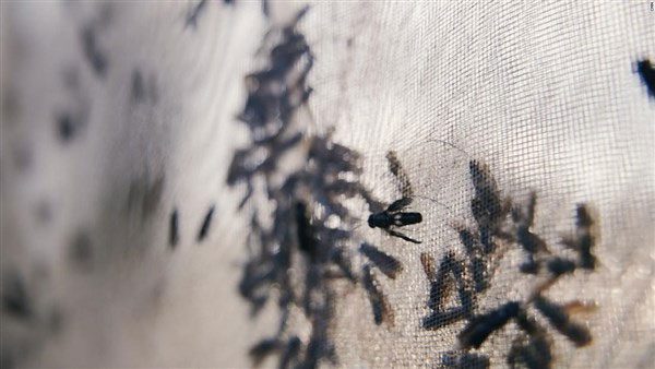Black Soldier Fly