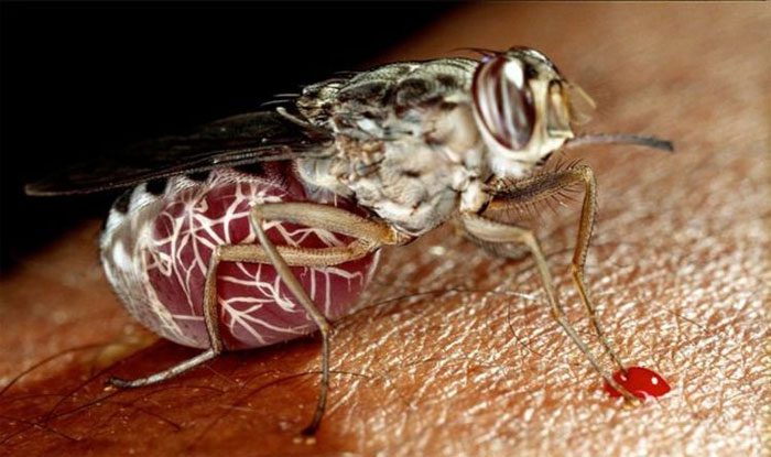 Scientists have made a breakthrough in sleeping sickness research.