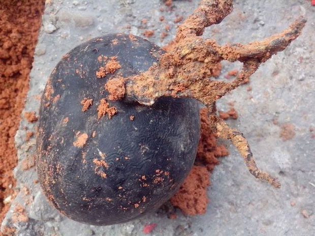 O-ling ginseng is actually a rare type of fungus.