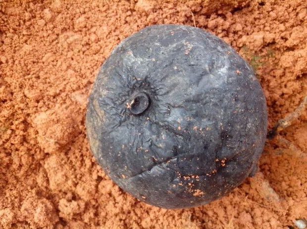 The strange object that the man found is actually O-ling ginseng.