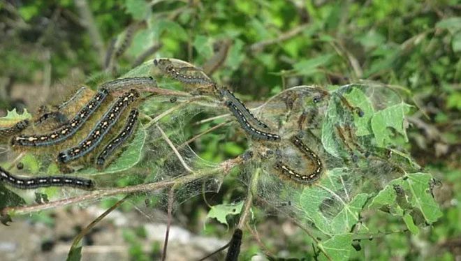 Caterpillars have somewhat supplemented the carbon levels in lakes