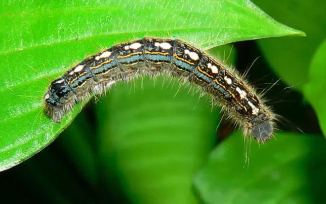 Insects make trees around industrial areas struggle to survive.