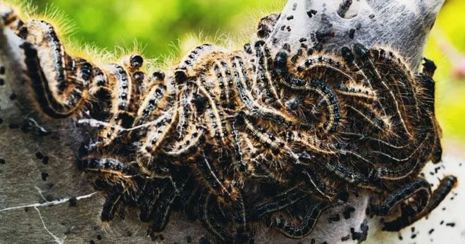 Caterpillars