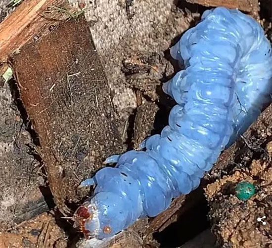 Many people believe the blue color is not its natural hue.