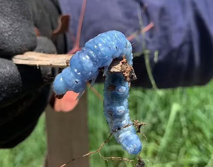 The caterpillar is unusually large and has a strange color.