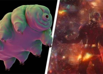 scientists put water bears in a state of quantum and strangely they are still alive 117847
