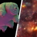 scientists put water bears in a state of quantum and strangely they are still alive 117847