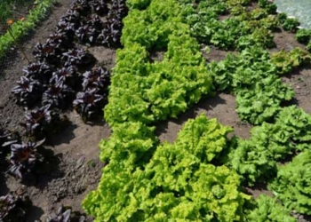 scientists researching diep thanh vegetables vaccine manufacturing 116101
