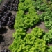 scientists researching diep thanh vegetables vaccine manufacturing 116101