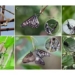 scientists shocked discovering the sneaky behavior of a species of butterfly 115924