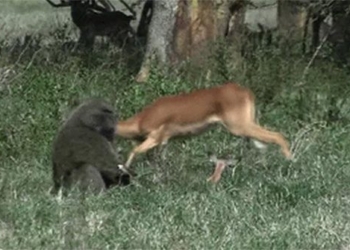 scientists shocked when seeing animals eating wild meat 117501