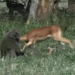 scientists shocked when seeing animals eating wild meat 117501