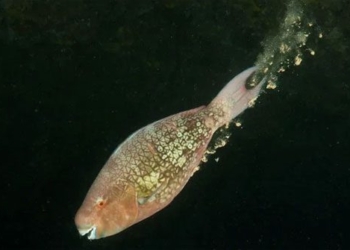 scientists show the importance of particulate matter in ocean chemistry 116713