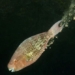 scientists show the importance of particulate matter in ocean chemistry 116713