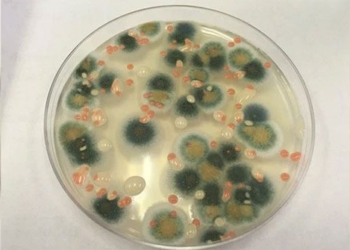 scientists unexpectedly discover a fungi on the wall of the chernobyl nuclear reaction chamber 117281