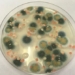 scientists unexpectedly discover a fungi on the wall of the chernobyl nuclear reaction chamber 117281
