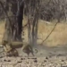 self immolation video on tall tree causes death of elephant in the blink of an eye 116739
