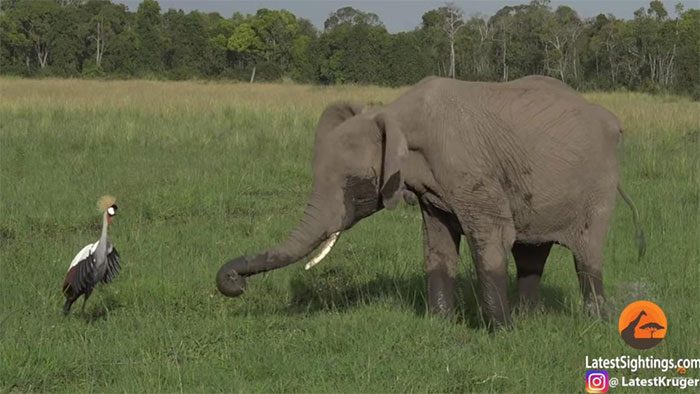 Crane chasing elephants