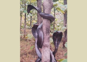 shock before the sight of three horned toads appearing on tree trunk 117233