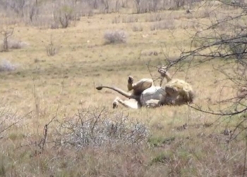 shocking moment lion raises cub while hunting prey 116616